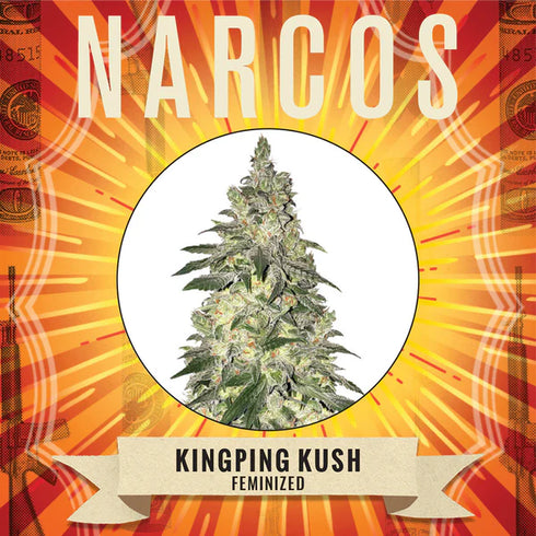 Narcos Seedbank - Kingpin Kush