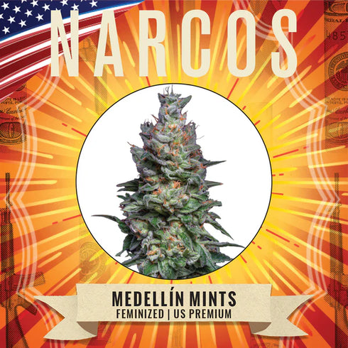 Narcos Seedbank - Medellin Mints
