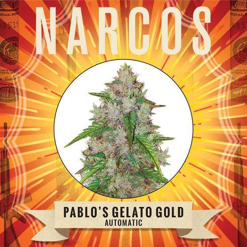 Narcos Seedbank - Pablo's Gelato Gold Auto