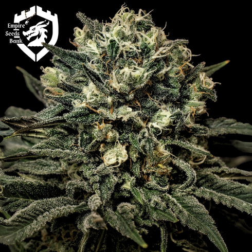 Empire Seeds - Muddy Waters