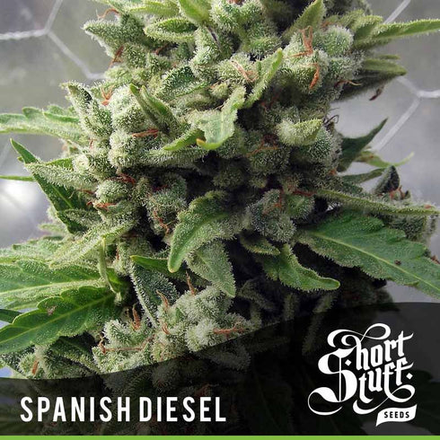 Short Stuff - Auto Spanish Diesel
