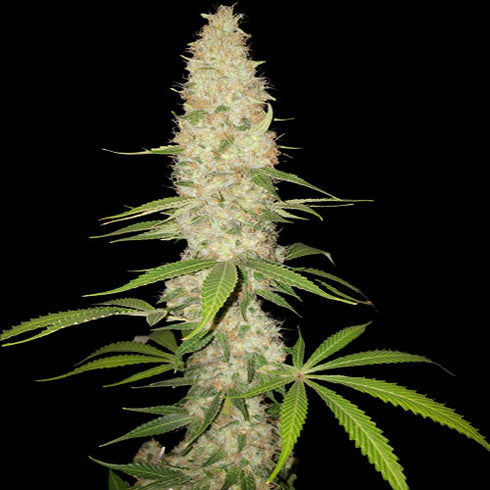 Spliff Seeds - Gorilla Auto