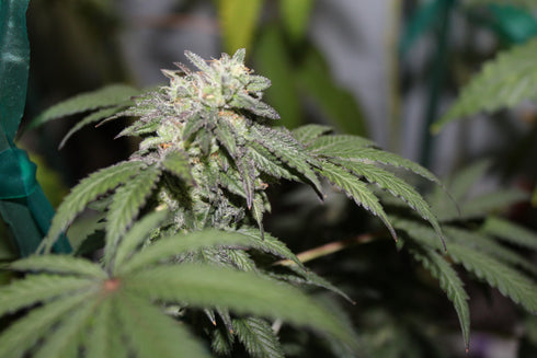 Purple Caper Seeds - Feminised Line Gelato BX