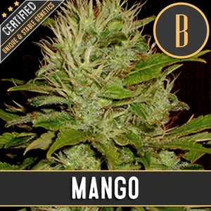 Blimburn Seeds - Mango