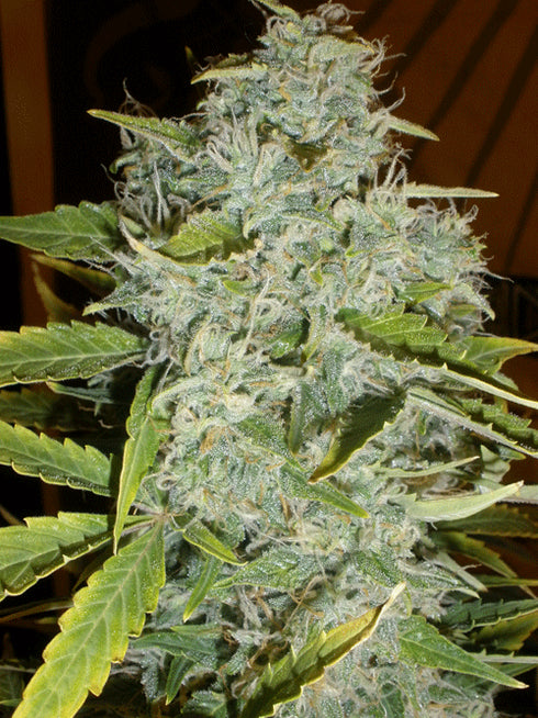 Cream Of The Crop - Psychofruit Auto