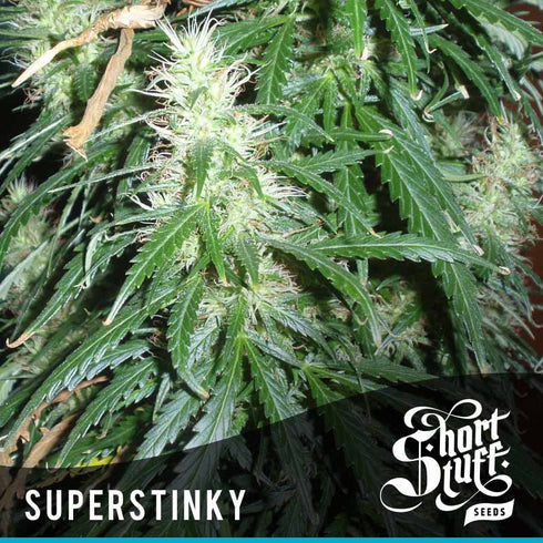 Short Stuff - Super Stinky Super Auto
