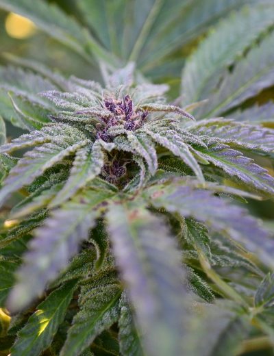 Medicann Seeds - Strawberry Banana