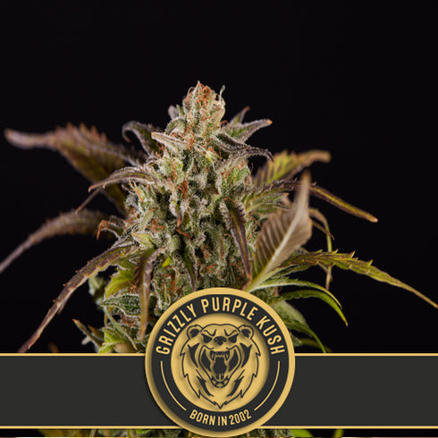 Blimburn Seeds - Grizzly Purple Kush