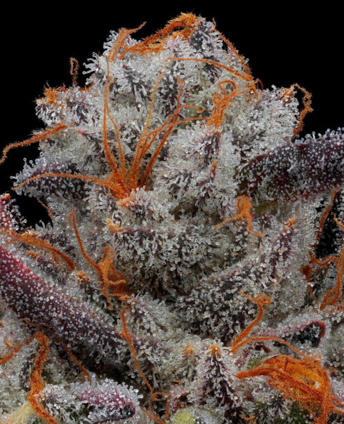 Propaganja Seeds - The Chupacabra