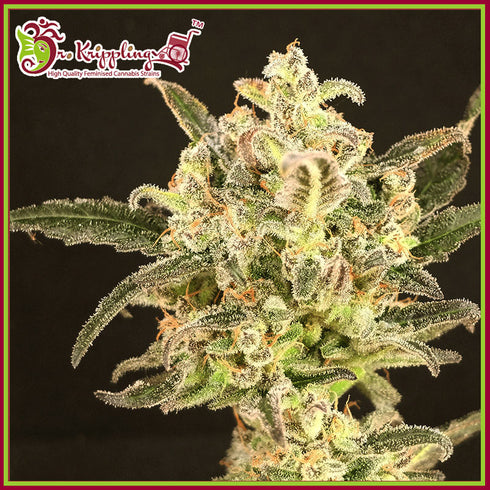 Dr Krippling Seeds - Dolly Kush