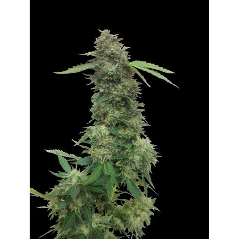 VIP Seeds - Torpedo
