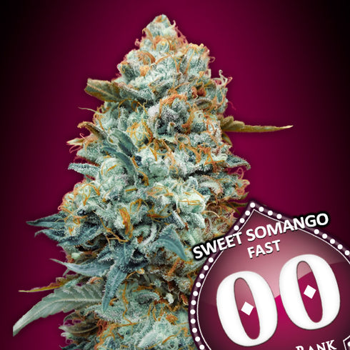 00 Seeds - Sweet Somango Fast