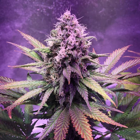 Top Shelf Elite Seeds - Glue Dream