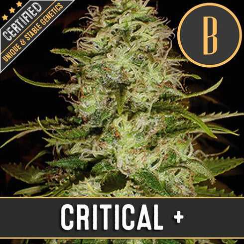 Blimburn Seeds - Critical +