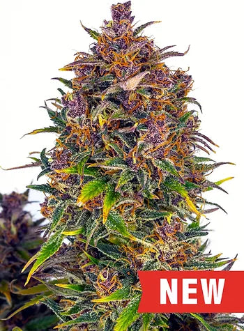 Cream of the Crop - Jealousy Auto