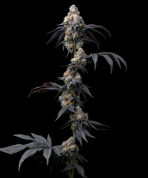 Barney's Farm Seeds - Rainbow Sherbet