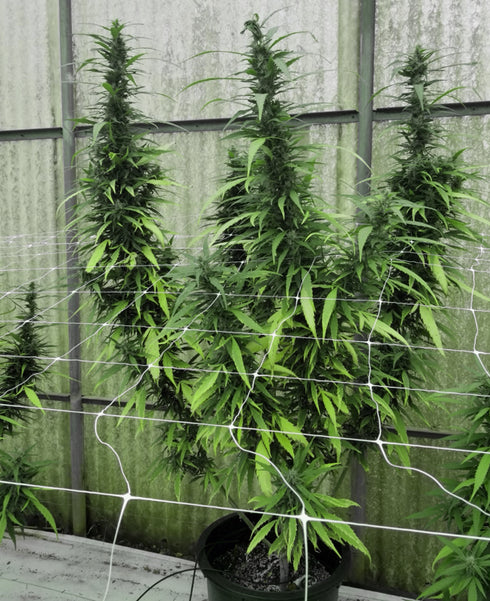 Emerald Triangle - Leviathan CBG