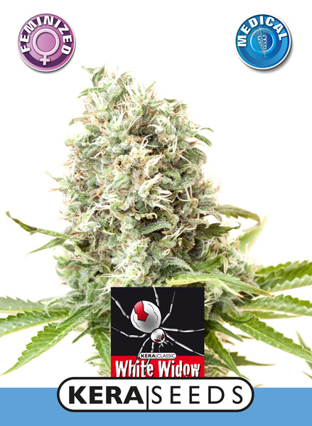 Kera Seeds - Medical White Widow