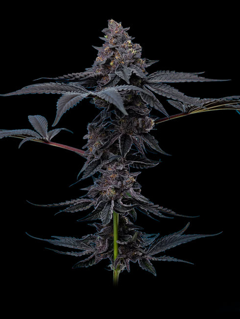 Mavericks Genetics - Peanut Butter Breath