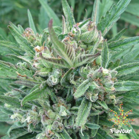 Flavour Chasers Seeds - Purple Gelato