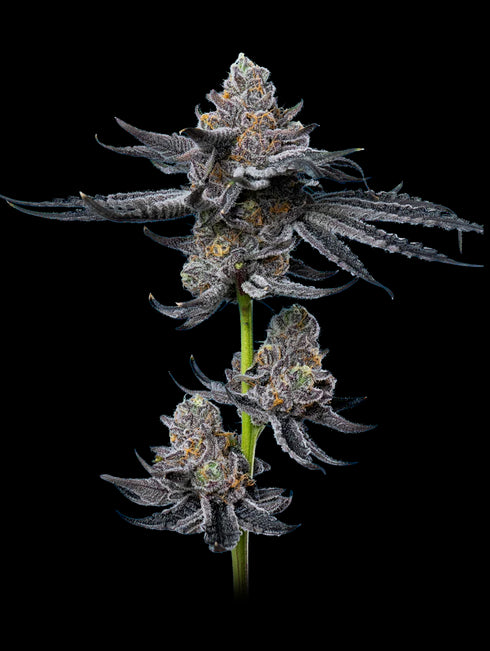 Mavericks Genetics - Platinum OG