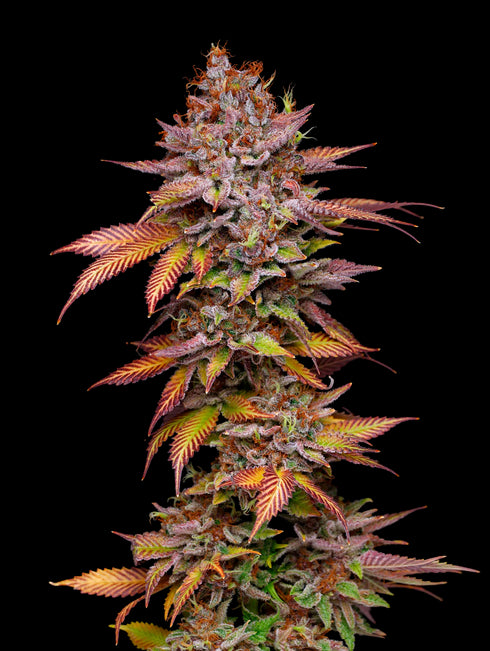 Mavericks Genetics - Poison Runtz