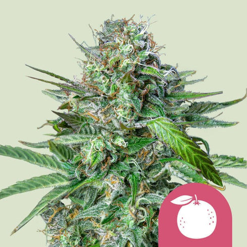 Royal Queen Seeds - Tangie