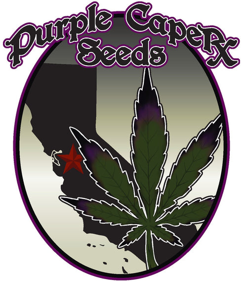 Purple Caper Seeds - Key Lime Zkittlez