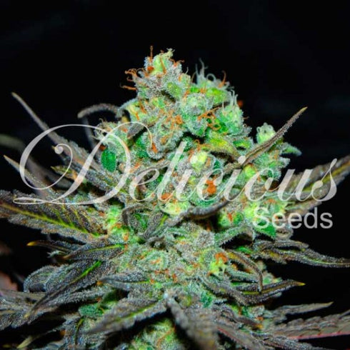 Delicious Seeds - Eleven Roses