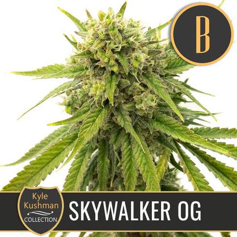 Blimburn Seeds - Kyle's Skywalker OG