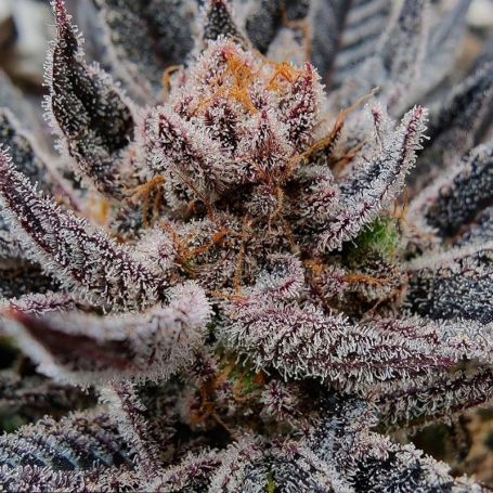 Black Farm Genetix - Limosa