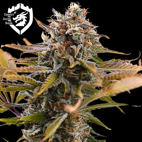Empire Seeds - Fatso