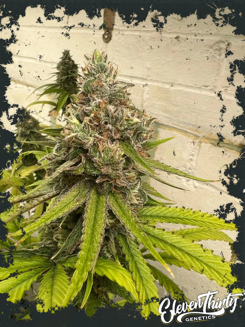 Eleven Thirty Genetics - Habanero OG