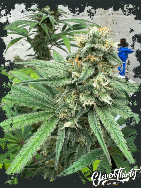 Eleven Thirty Genetics - Cheese Wizard