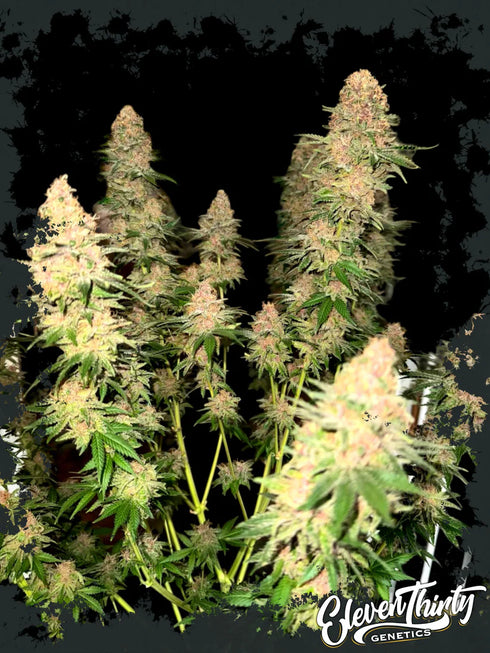 Eleven Thirty Genetics - Purple Fun Dip