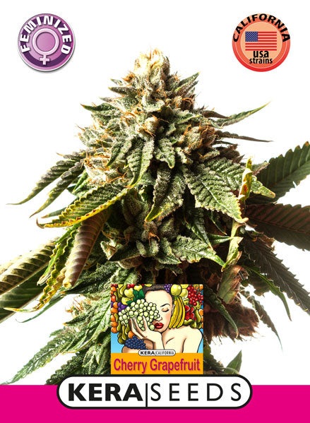 Kera Seeds - Cherry Grapefruit