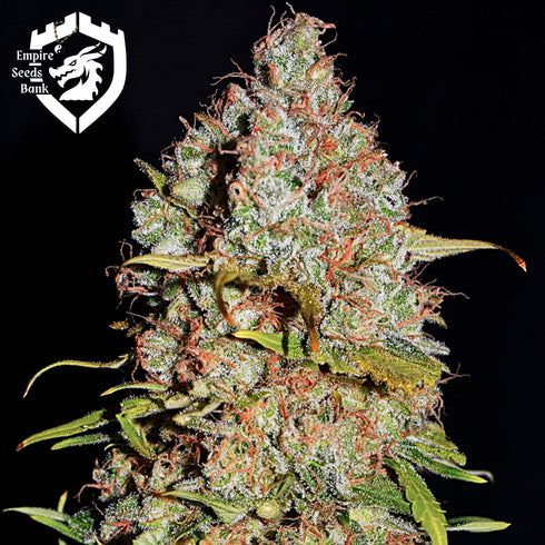 Empire Seeds - White Truffle