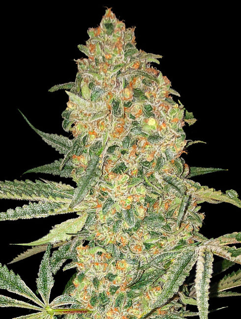Advanced Seeds - Bruce Banner