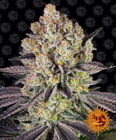 Barney's Farm Seeds - Runtz