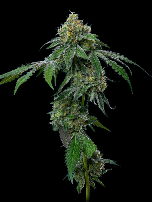 Mavericks Genetics - RS11