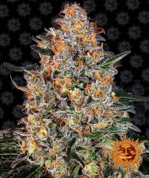 Barney's Farm Seeds - Bubba Kush