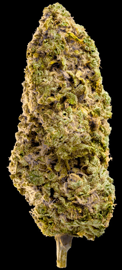 Mega Buds Seeds - Fast Master