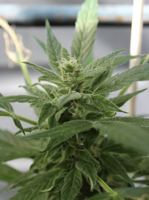 Cream Of The Crop - Bluetooth Auto