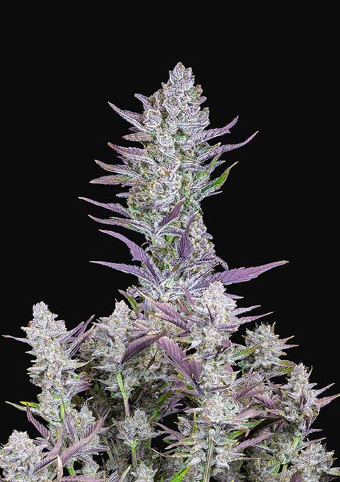 Fastbuds Seeds - Wedding Glue