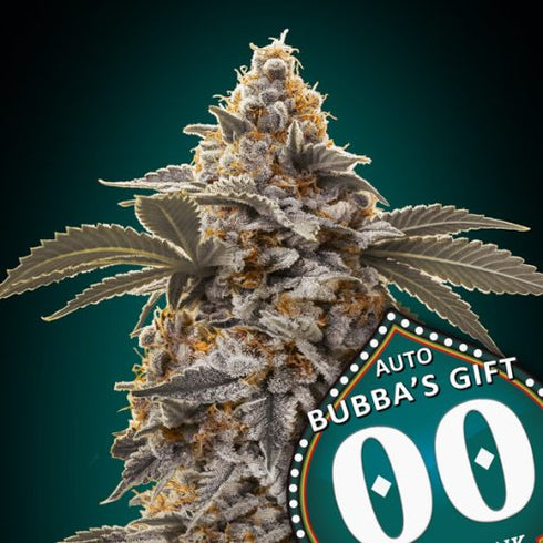 00 Seeds - Auto Bubbas Gift