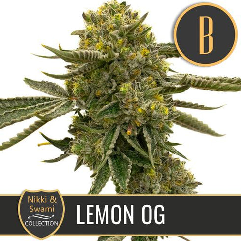 Blimburn Seeds - Nikki & Swami's Lemon OG