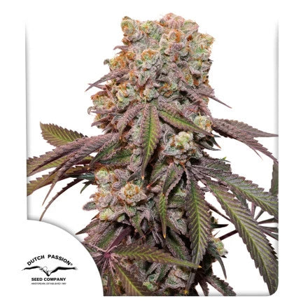 Dutch Passion - Auto Candy Bubatz XL