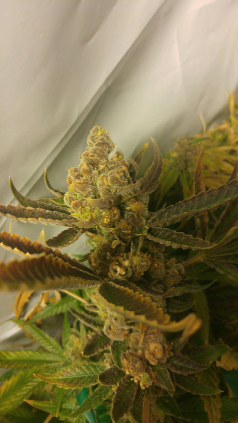 Purple Caper Seeds - Chocolate Chip Cookie