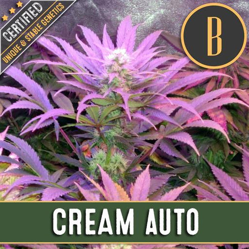 Blimburn Seeds - Cream Automatic