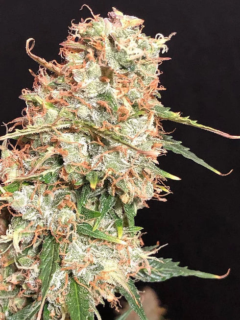 Critical Mass Collective - Auto Masszar